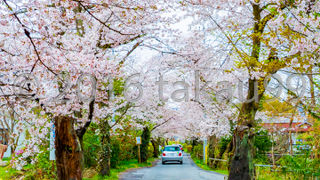 あまり広くない道路の両側に満開のサクラが広がる風景はまさに絶景でした。