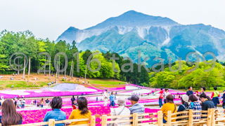 羊山公園へシバザクラを見に行った時の武甲山の雄姿が忘れられません。