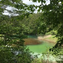 植物の根が赤く見える