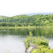 湖畔にて。野鳥の声が賑やか