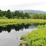 利尻島の高山植物スポット