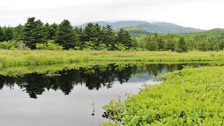 利尻島の高山植物スポット