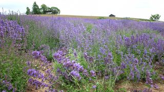 素朴な花畑と農園が自慢　～かんのファーム