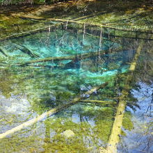 底に沈む倒木。深さは5メートルあるそうです