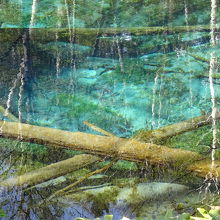 周りの白樺が水面に映り、沈む倒木と合わせ不思議な光景です