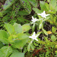 群生地で見たウスユキソウ①