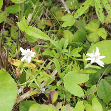 群生地で見たウスユキソウ②