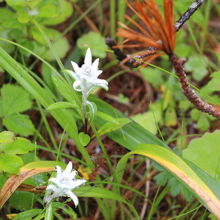 群生地で見たウスユキソウ③