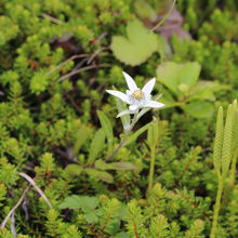 群生地で見たウスユキソウ④