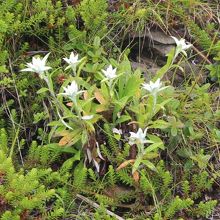 群生地より少し先の道端で見たウスユキソウ