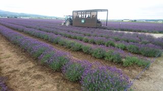 ラベンダーバスが走ってた