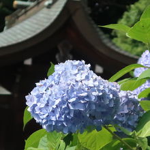 アジサイの名所としても知られる吉備津神社