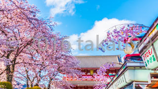 キレイな満開のサクラを楽しめました。