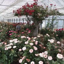 園内にある温室の中