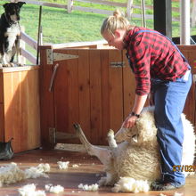 羊の毛刈りショーも楽しめます