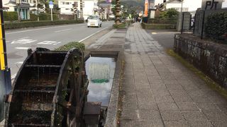 コイが泳いでいるが道路に車が多すぎるので危険です