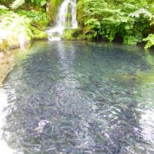 気持ち悪いくらいの量のサカナが。。