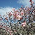 梅が満開