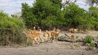 チョベ国立公園1日ツアー(2018年7月)
