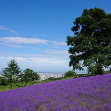 ラベンダー畑と札幌市街地