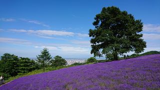 札幌市内のラベンダー畑