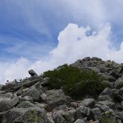 尾根歩きが主体でアップダウンは少ない