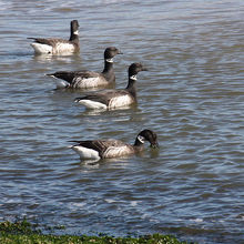 コクガンの群れ