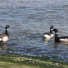 コクガンの群れ