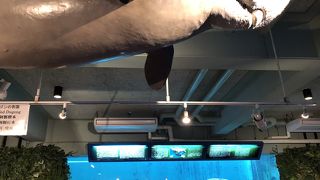 じっくり見れます