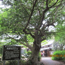 境内にあるツバキの巨木