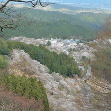 登って行くと、眼下には中千本から上千本の桜の絨毯