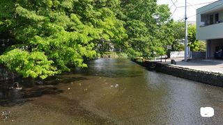 三島大社に向かって流れる清流