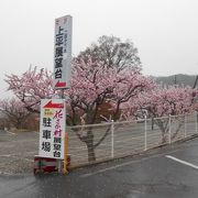 雨で、まつりの盛り上がりは欠けたが、一目十万本というあんずの花には満足。