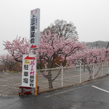 一目十万本というあんずの花