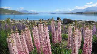 ルピナスの咲く季節