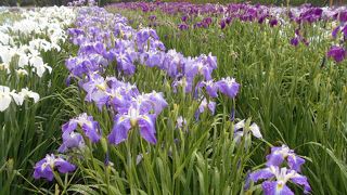 長井あやめまつり