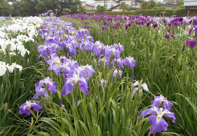 想像したよりも広く、まつり末期なのに沢山咲いていた。