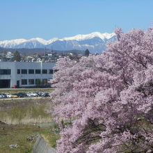 白銀の中央アルプスをバックに咲く入口の桜