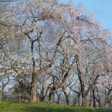 ソメイヨシノのほか、枝垂桜からエドヒガンザクラ、ワシントン桜