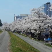 最上川の清流に似合う桜並木