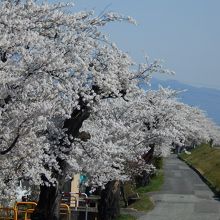 陽当りも良いのでたわわに咲いている