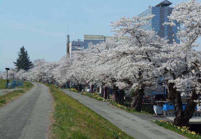 最上川の清流に似合う桜並木