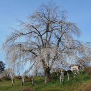 山形県置賜地方のその他の桜