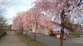 １日３便の大赤字路線が、枝垂桜の名所に変身し大混雑