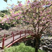 多種の桜が見られる