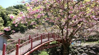 多種の桜が見られる