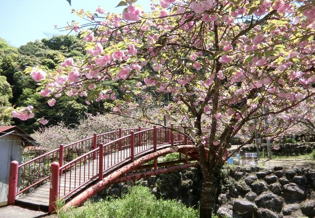 多種の桜が見られる