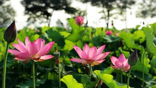 蓮の花咲く美しい慶州