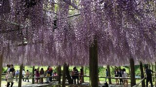 藤の花