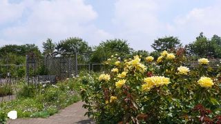 広々ゆったりのフラワーパーク